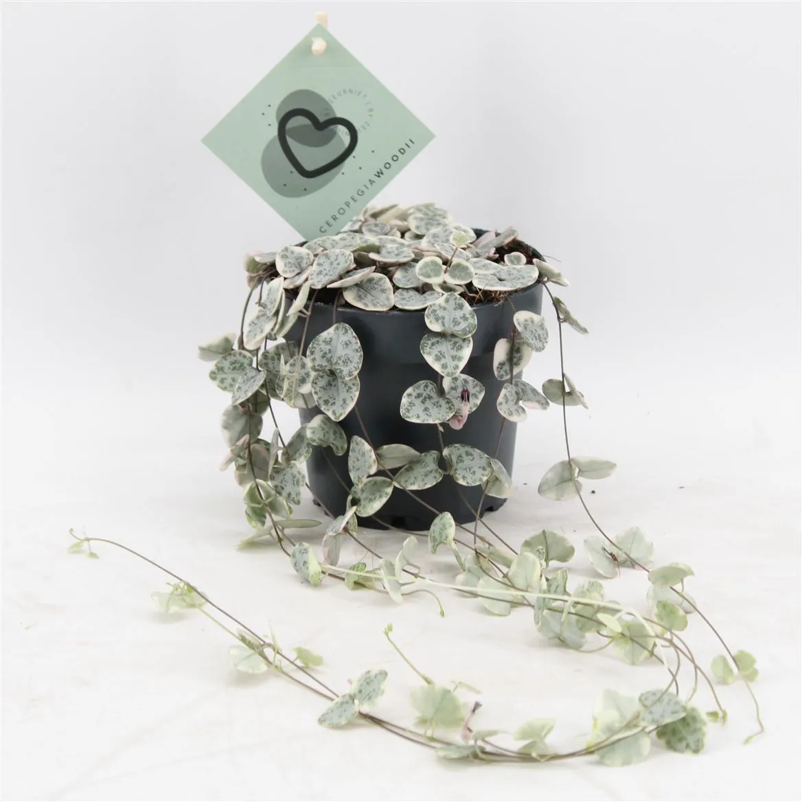 Ceropegia Woodii Variegata • črepník 12 cm