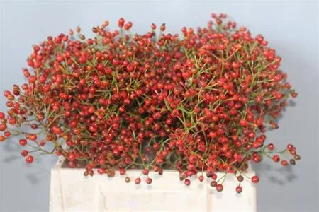 Rozenbottel Prinsberry Fire • 50 cm
