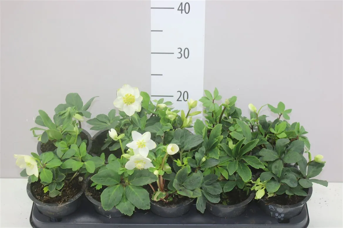 Helleborus Niger 4+ • črepník 12 cm