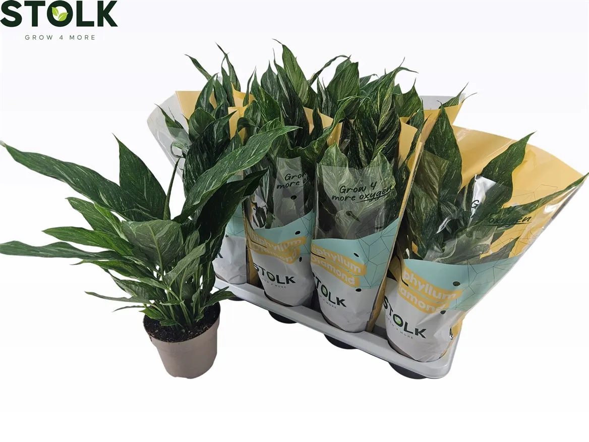 Spathiphyllum Diamond • črepník 14 cm