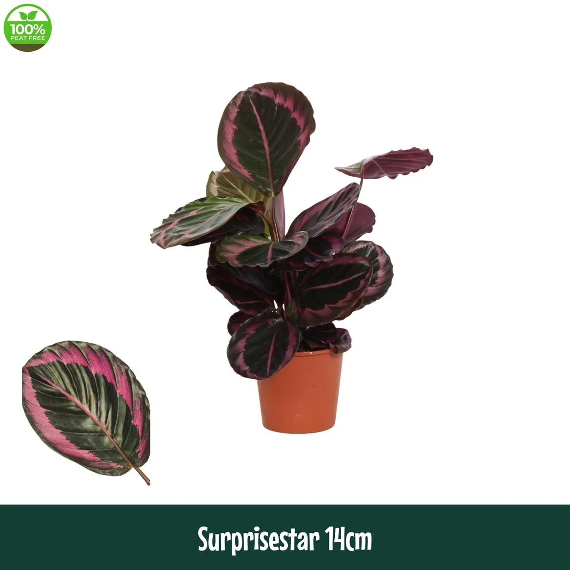 Calathea 14cm Surprisestar - Living • črepník 14 cm