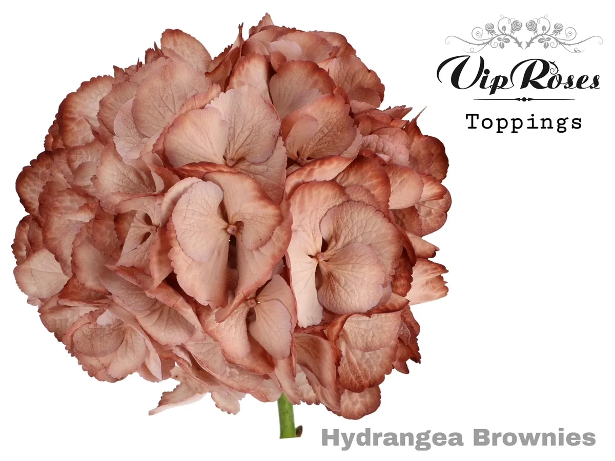 Hydr M Brownies 60 Cm • 60 cm