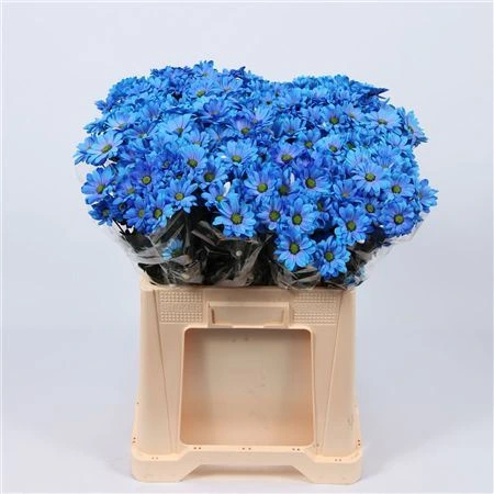 Chryzantéma trsová Chic Blue • 70 cm