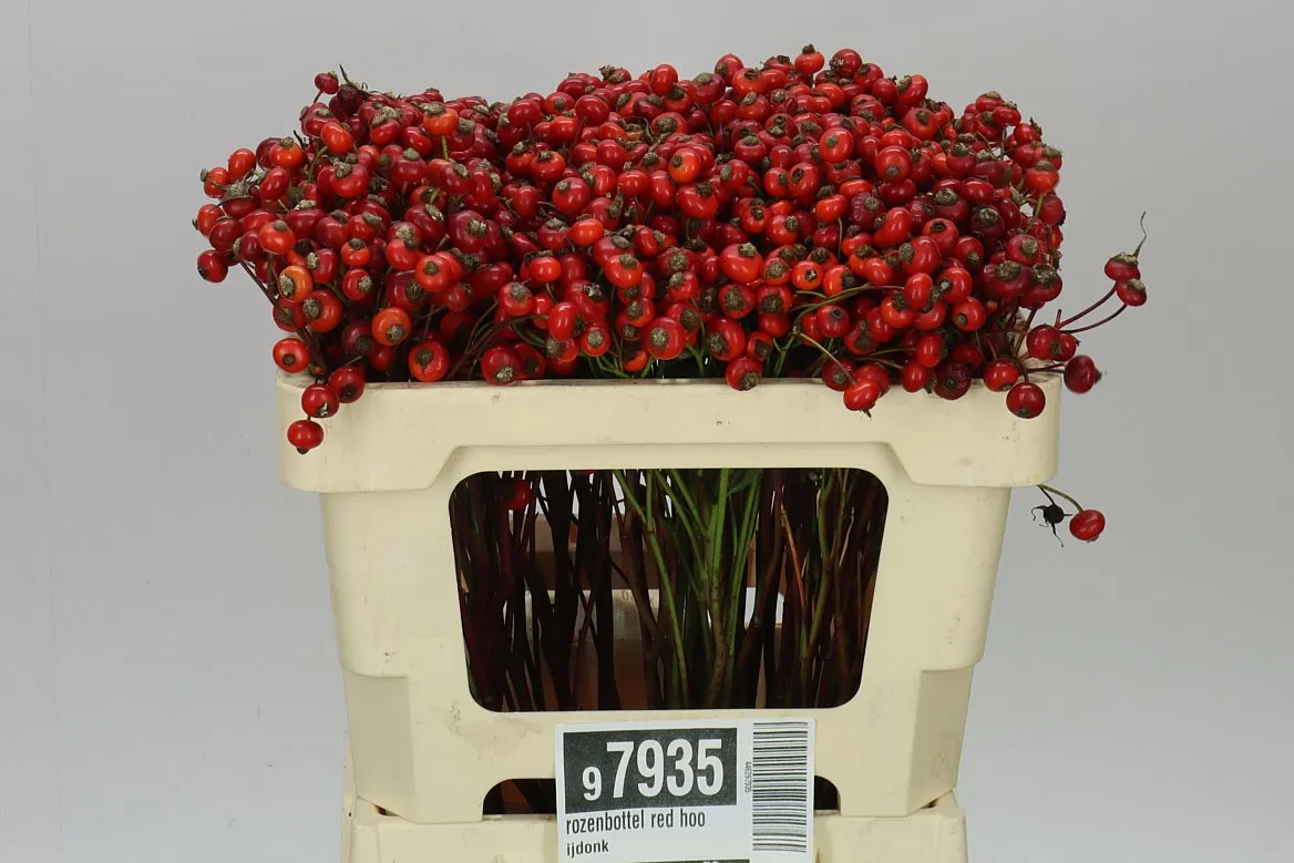 Šípky Red Hooijdonk • 50 cm