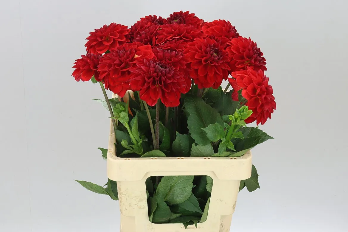 Dahlia Red 7 • 60 cm