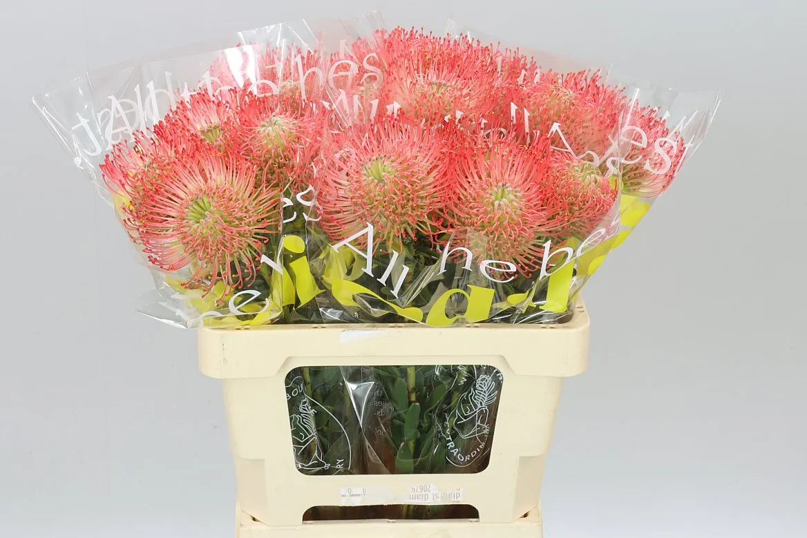 Leucospermum Ayoba Pink • 60 cm
