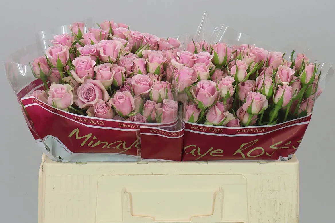 Rosa Tr Leila • 50 cm