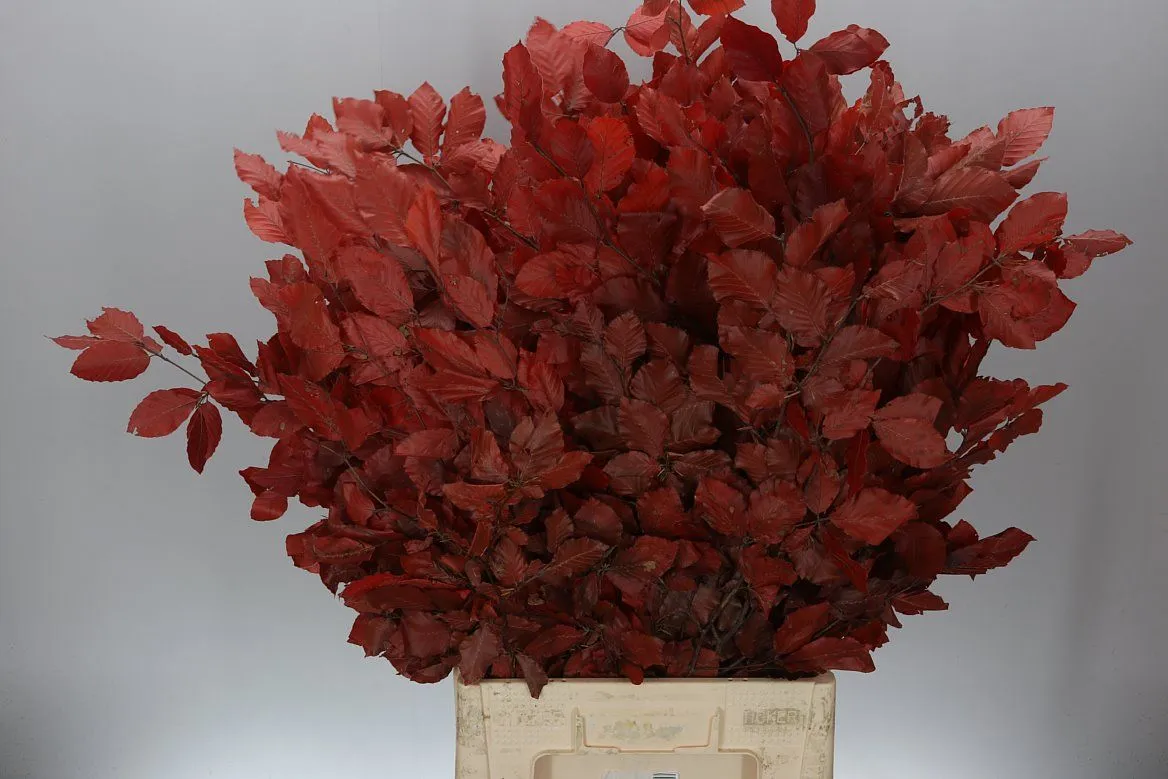 Beuk Red • 90 cm