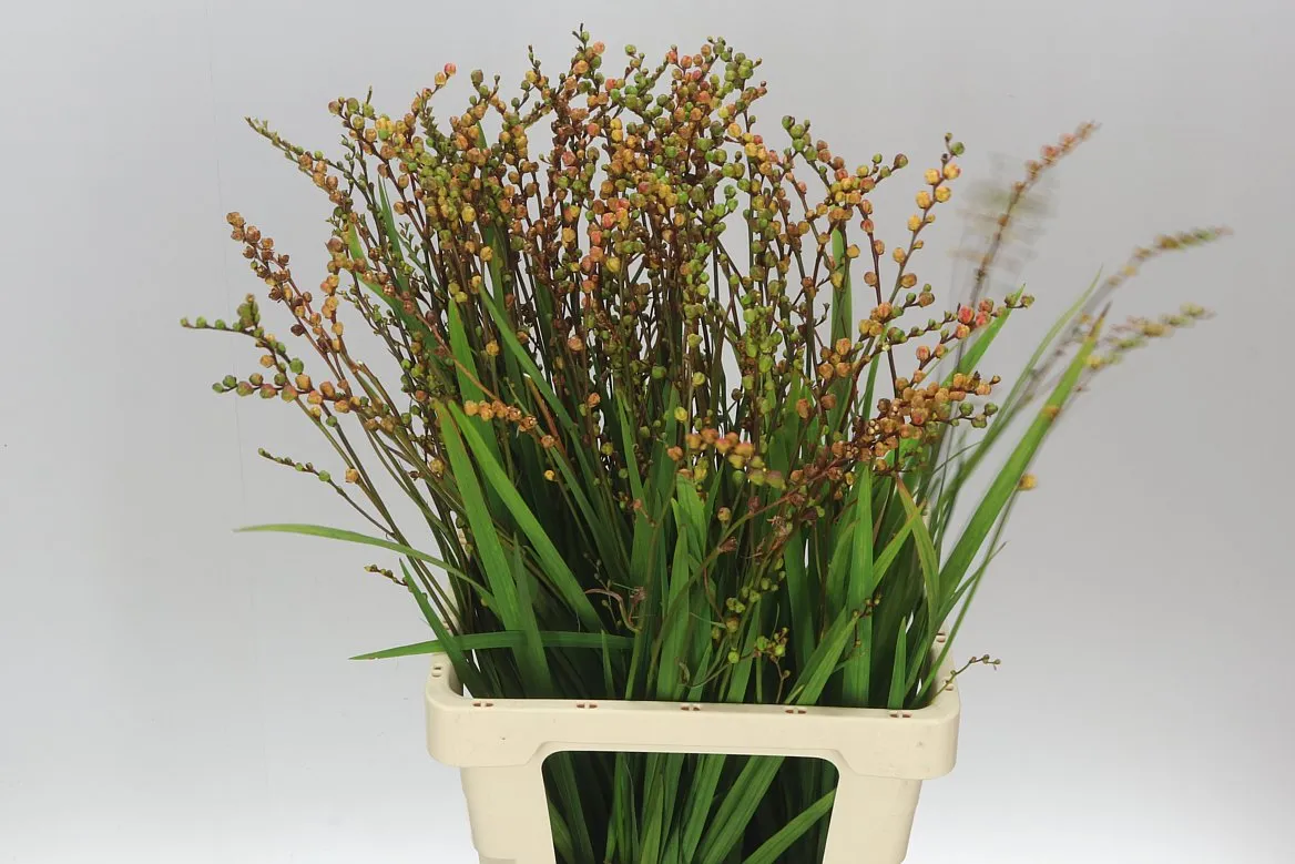 Crocosmia Bes Fire King • 75 cm