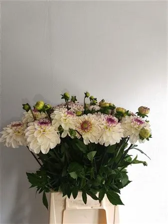 Dahlia Jowey White\ Pink • 55 cm