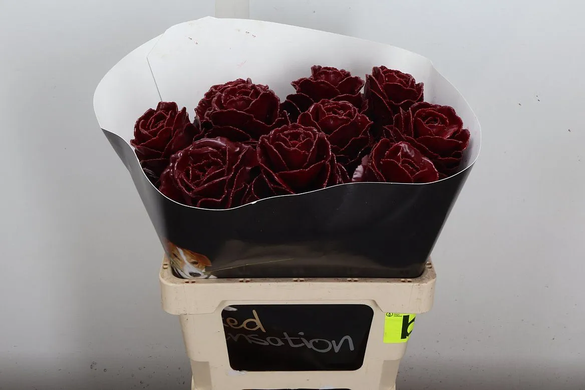 Okrasná kapusta Wx Bordeaux • 60 cm