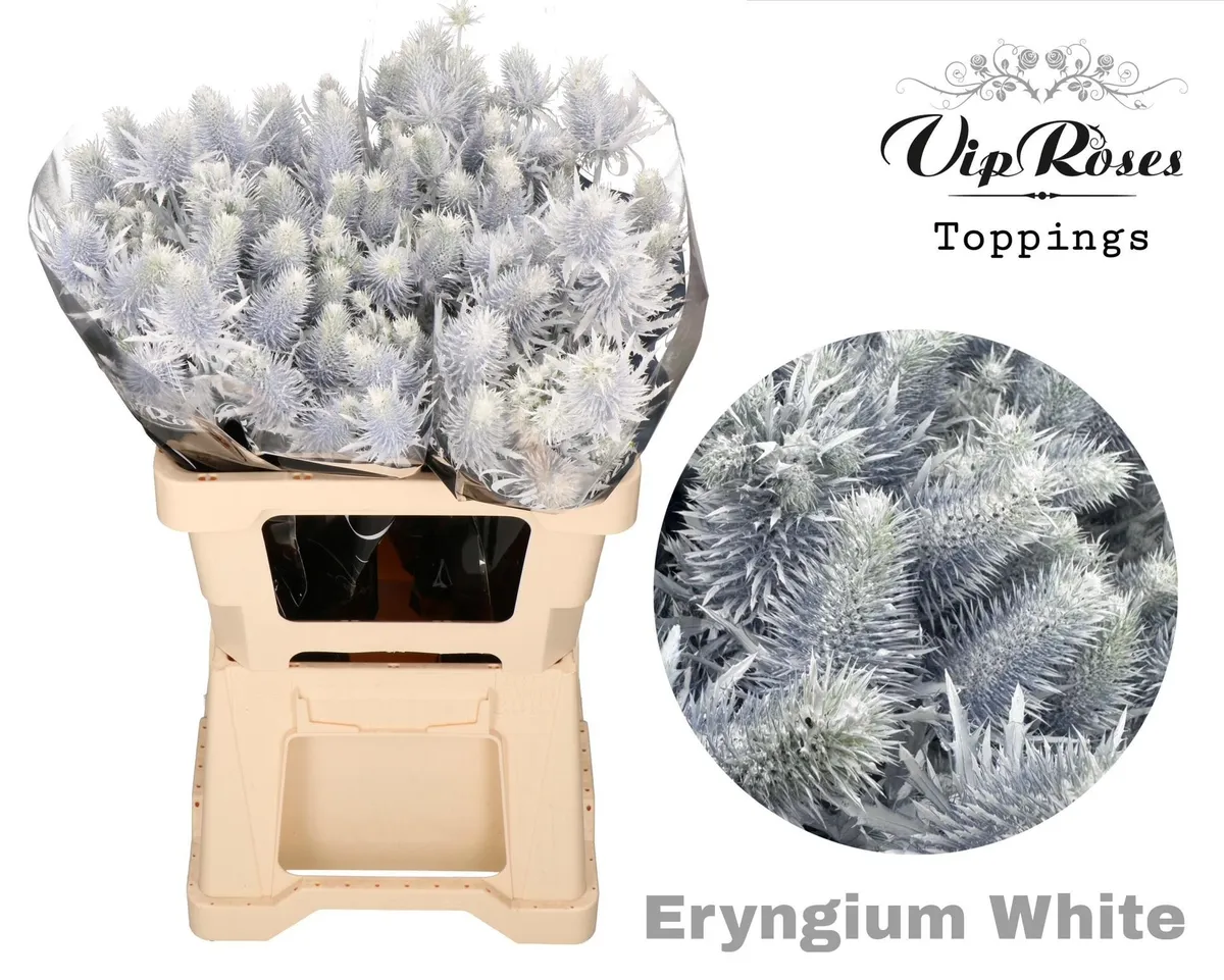 Eryngium Supernova White 60cm • 60 cm