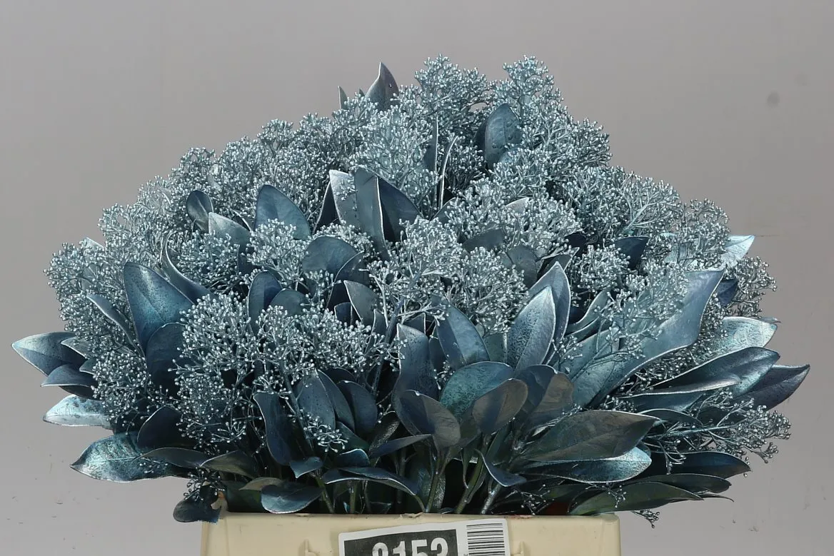 Skimmia farbená Ice Blue • 45 cm