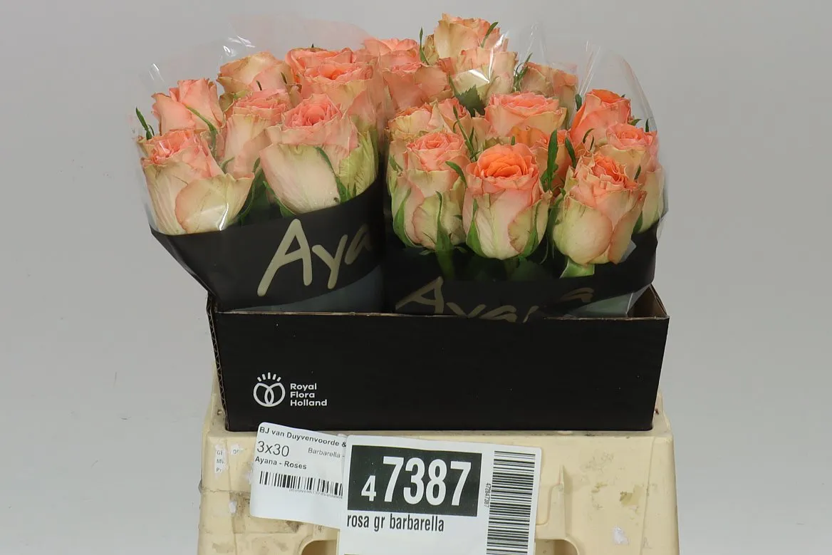Rosa Gr Barbarella • 40 cm
