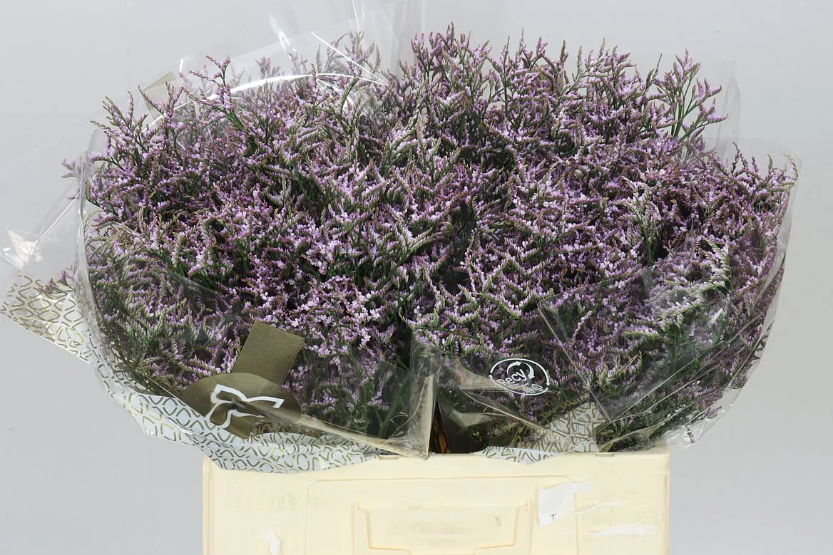 Limónium Saf Lilac • 60 cm