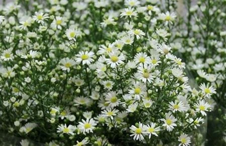 Aster Paquita • 60 cm