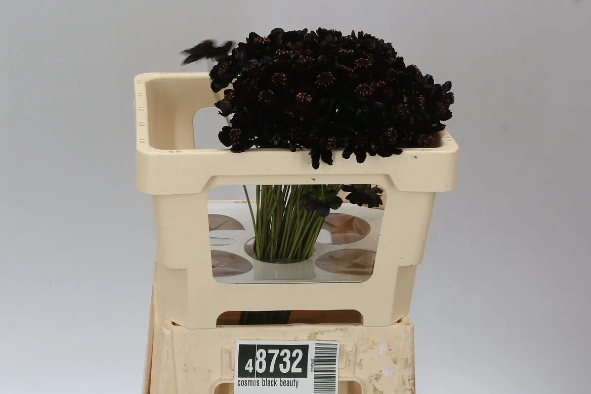 Cosmos Black Beauty • 45 cm