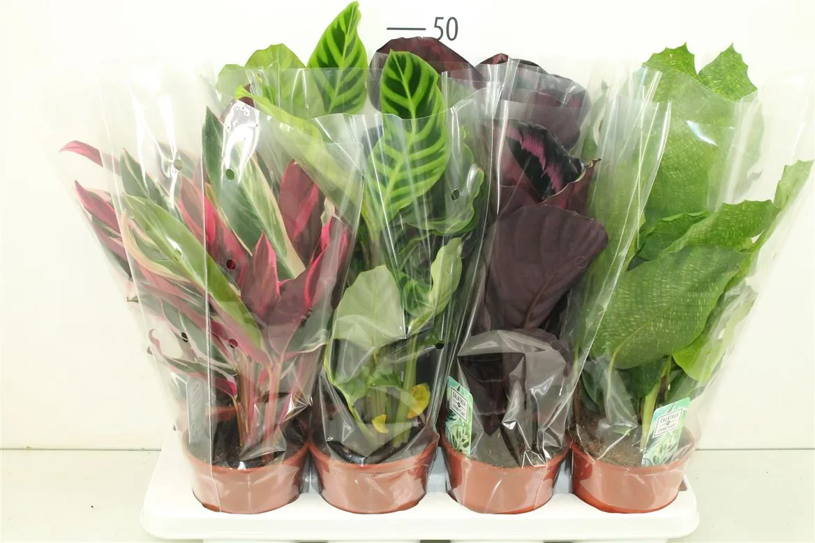 Calathea mix • črepník 14 cm