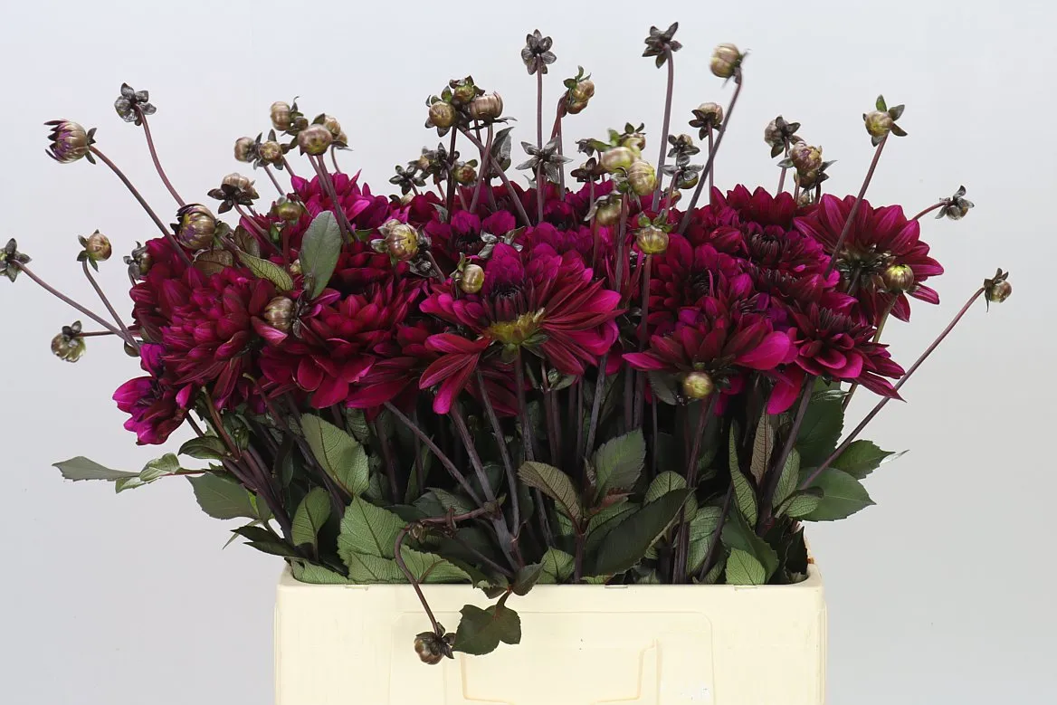 Georgína Purple Flame • 50 cm