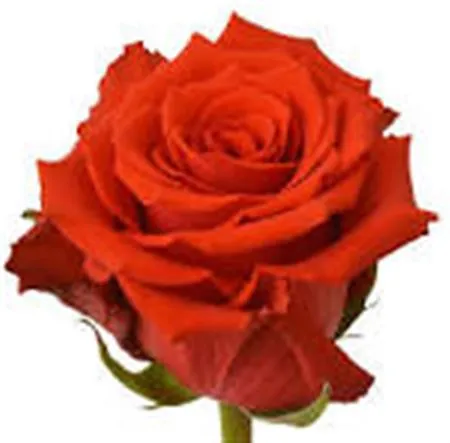 Rosa Gr Ec Born Happy • 50 cm