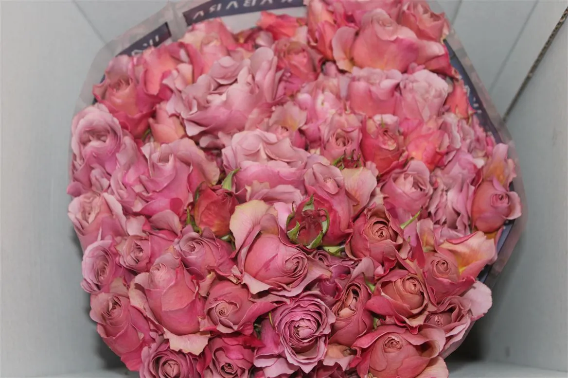 Rosa Gar Spr Wabara Sola • 50 cm