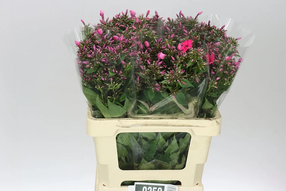 Phlox P Tracy • 60 cm