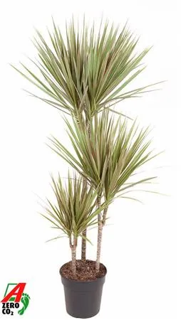 Drac Bicolor 60-30-15 • črepník 21 cm