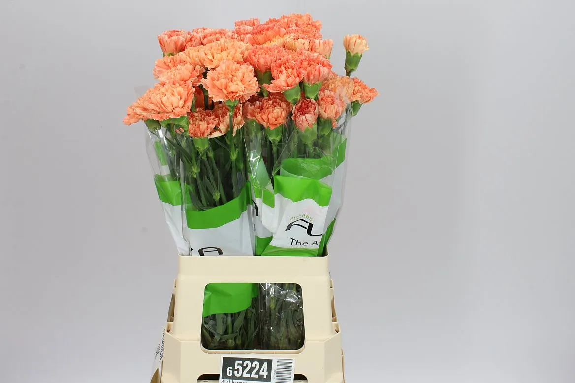 Karafiát Hermes Orange • 70 cm