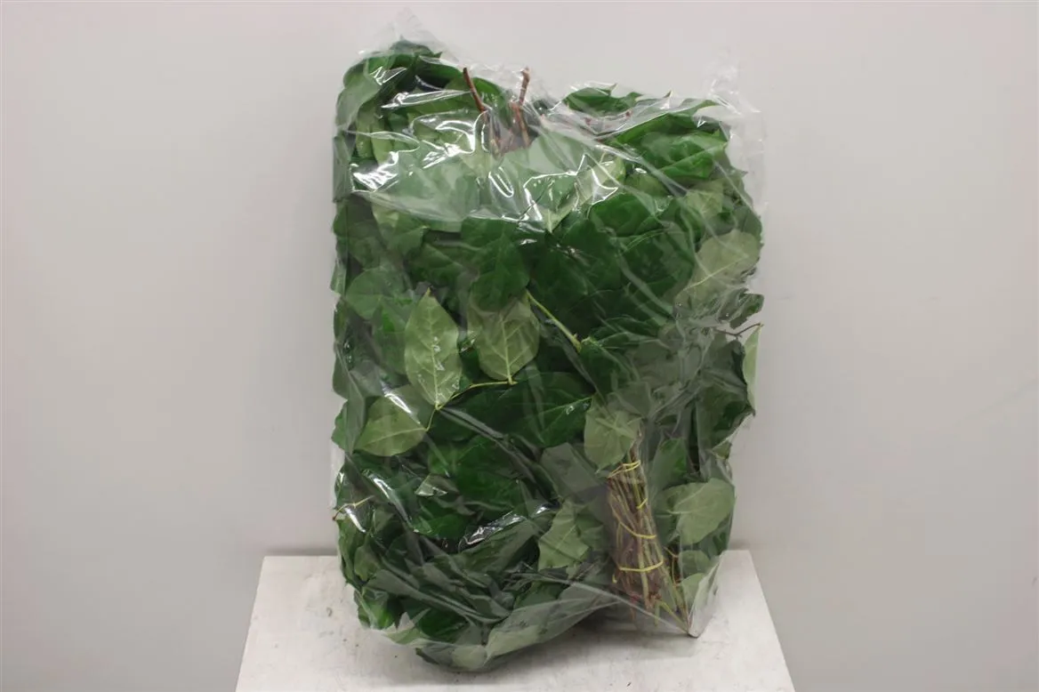 Salal Tips Vp X5 • 45 cm