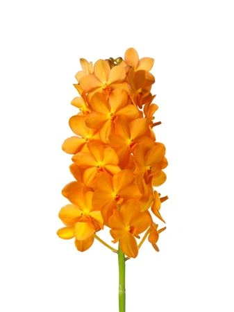 Orchidea Vanda Orange Magic\princess Orange