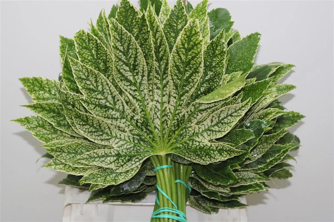Aralia Varigated • 25 cm