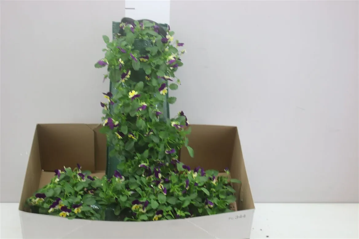 Viola Cornuta v obale Hangbuidel • črepník 50 cm