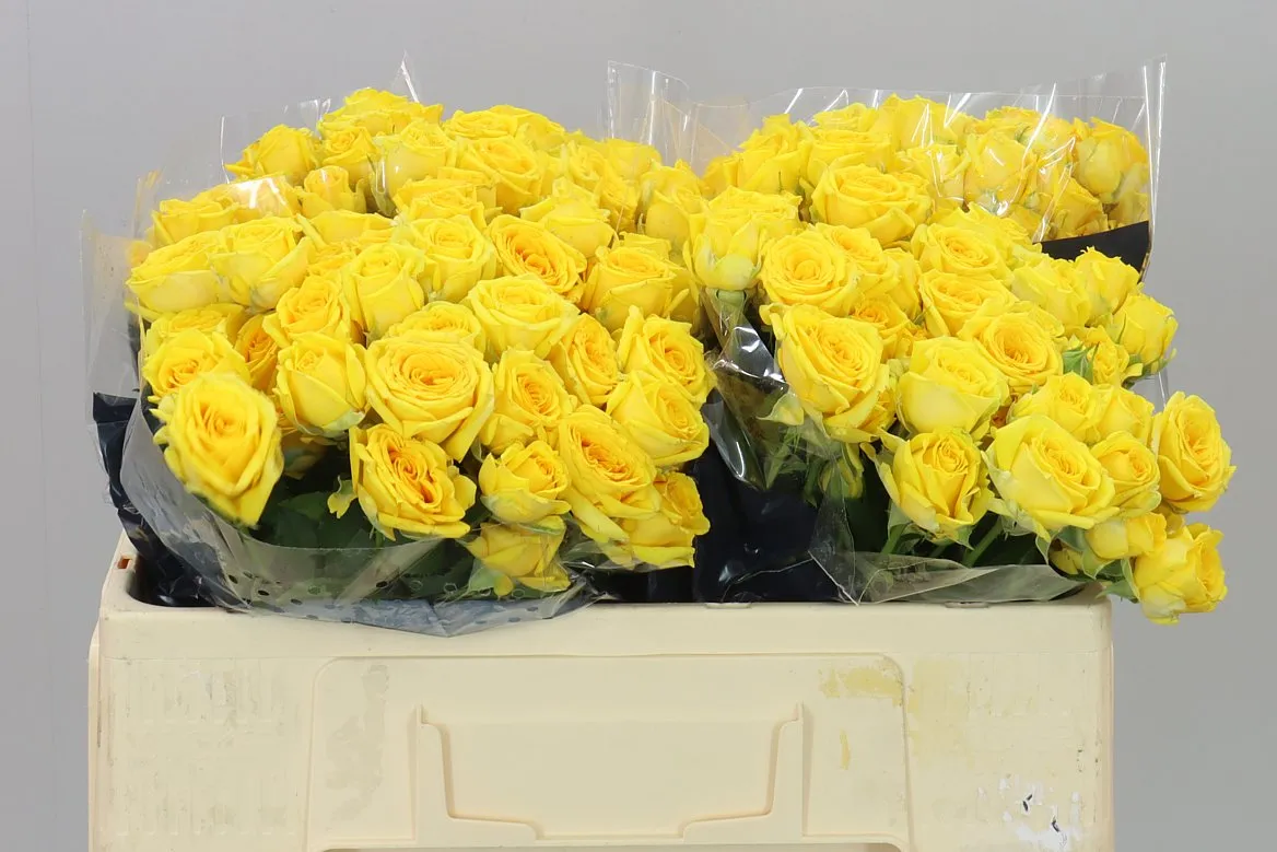 Rosa Tr Tarantella • 50 cm