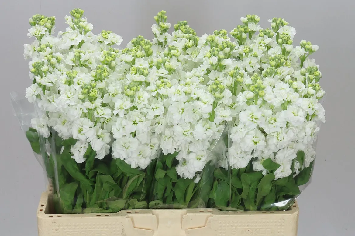 Matthiola White • 57 cm