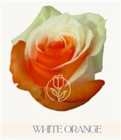 Ruža farbená White Orange, Ekvádor • 50 cm