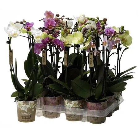 Phal Midi Mix 2 Tak • črepník 9 cm