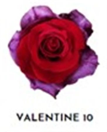 Ruža farbená Valentine 10, Ekvádor • 50 cm