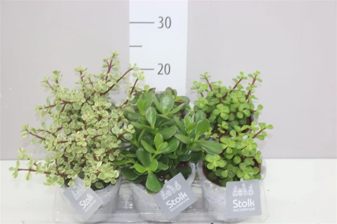 Crassula mix Stone v keramike • črepník 11 cm