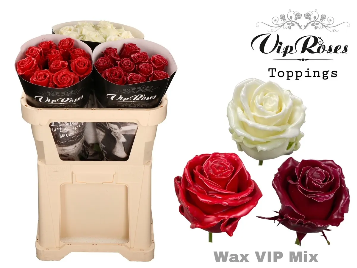 Ruža Wax Vip mix X30 998 • 70 cm