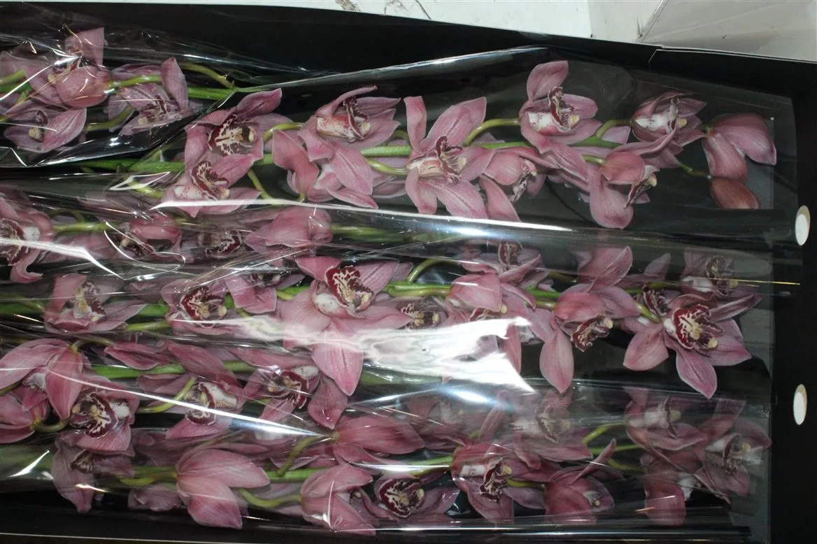 Orchidea Cymbidium Pin Up, celá stonka • 60 cm