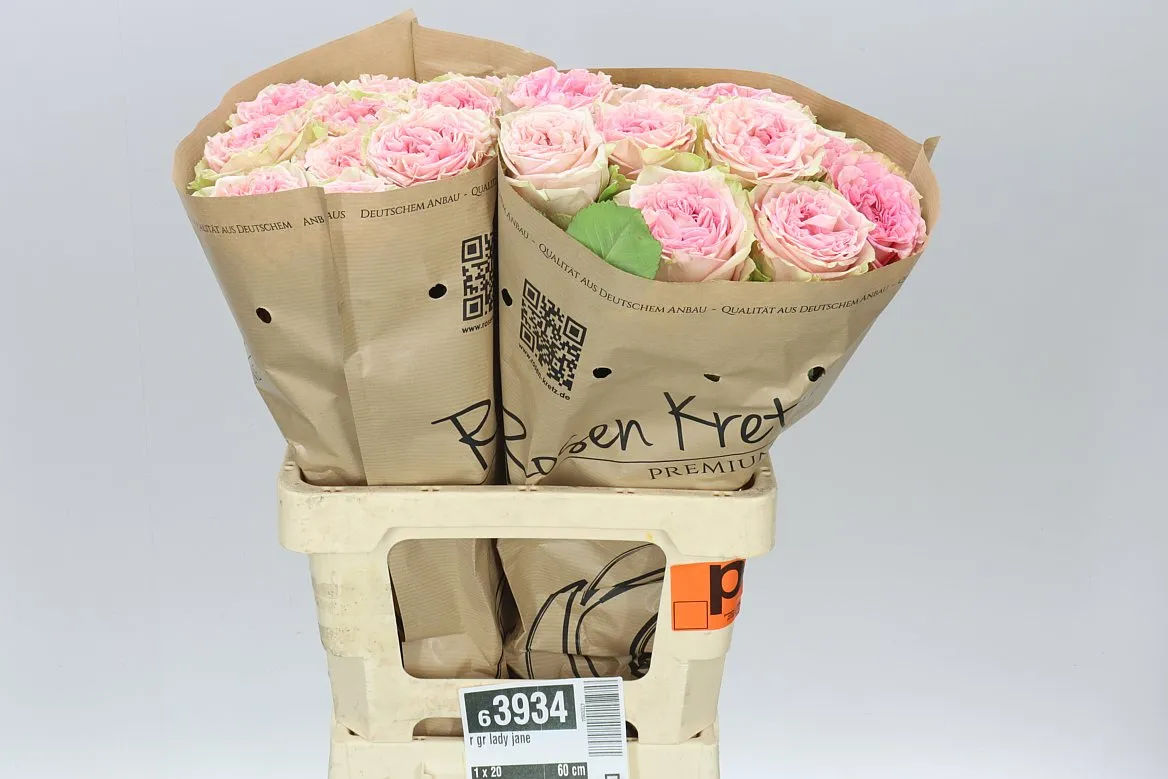 Ruža záhradná Lady Jane • 60 cm