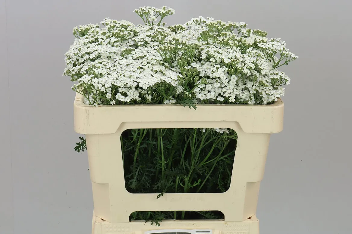 Achillea White Beauty • 50 cm