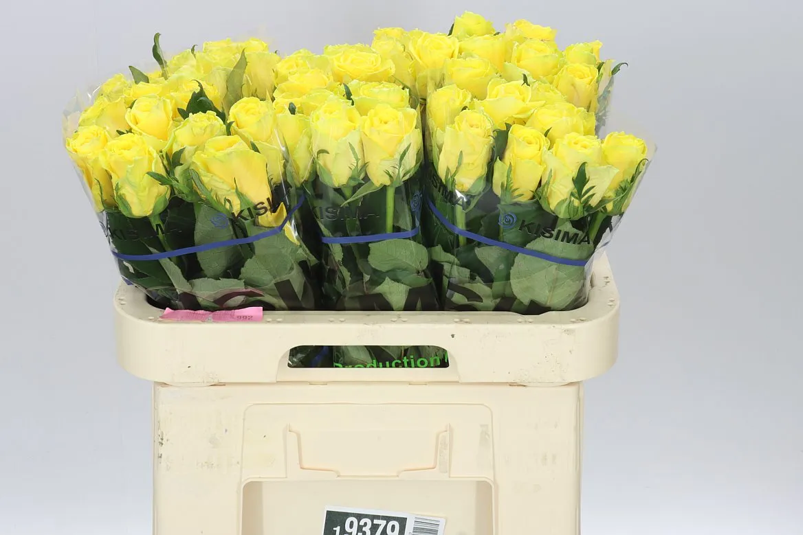 Rosa Gr Good Times • 60 cm