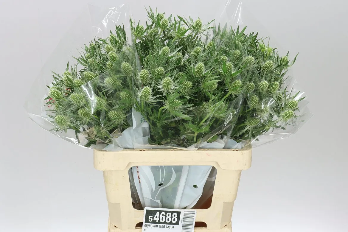 Eryngium Whit Lagoon • 60 cm