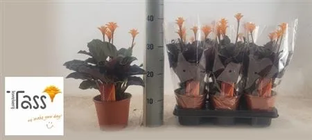 Calathea Crocata 3+ • črepník 14 cm