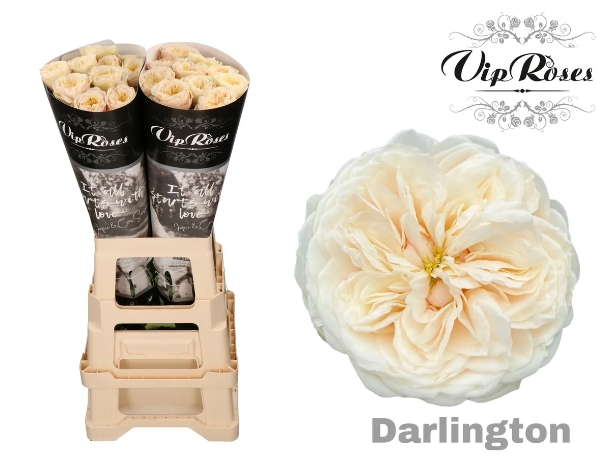 R Gr Darlington X20 • 70 cm