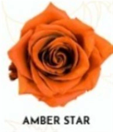 Ruža farbená Amber Star, Ekvádor • 50 cm