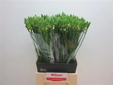Ornithogalum Thyrsoides • 60 cm