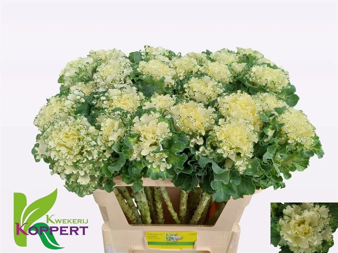Okrasná kapusta First White • 70 cm