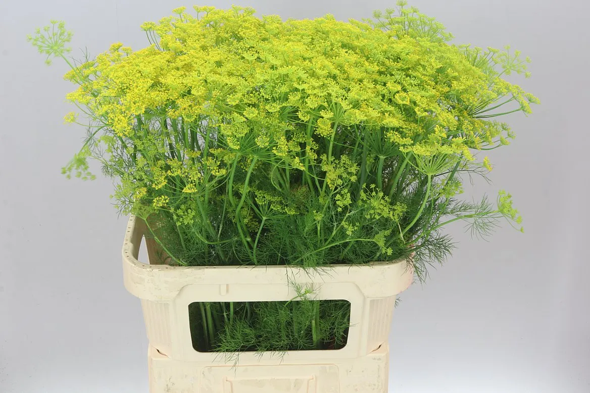 Anethum Graveolens • 80 cm